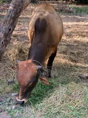Cow(Naanpan)