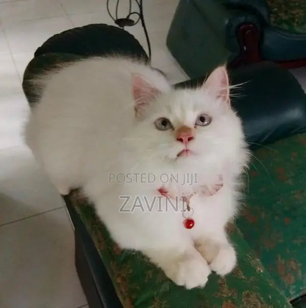 Persian Kittens
