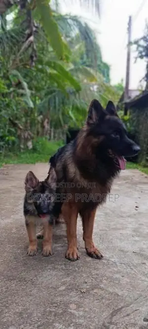 german shepherd