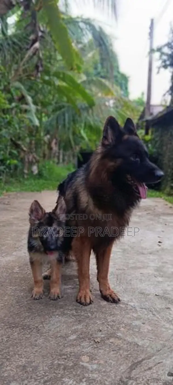 german shepherd