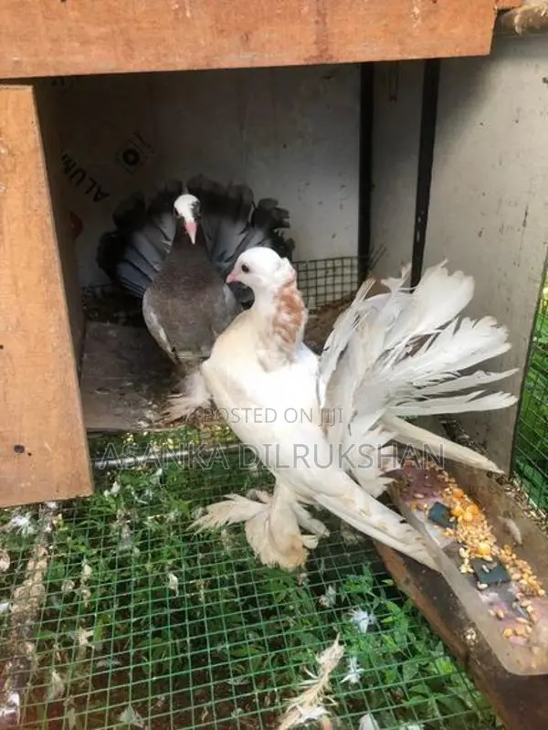 Fantail pigeon
