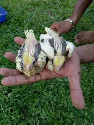 Cocktail Birds