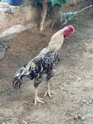 Parrot Beak Rooster