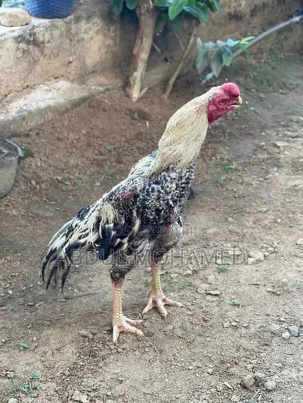 Parrot Beak Rooster