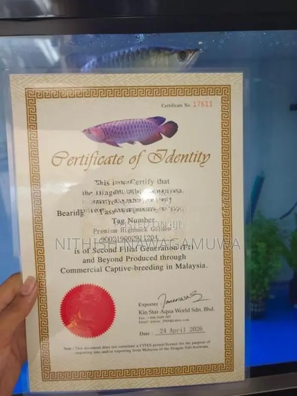 Golden Arowana (Certificate) Koi Catfish