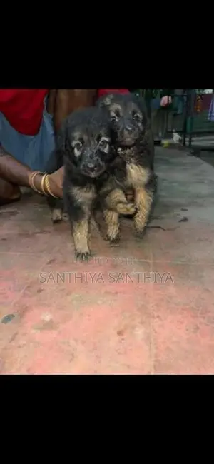 German Shepherd Puppy