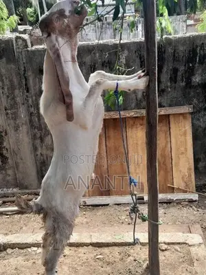 Jamunapari Male Goats