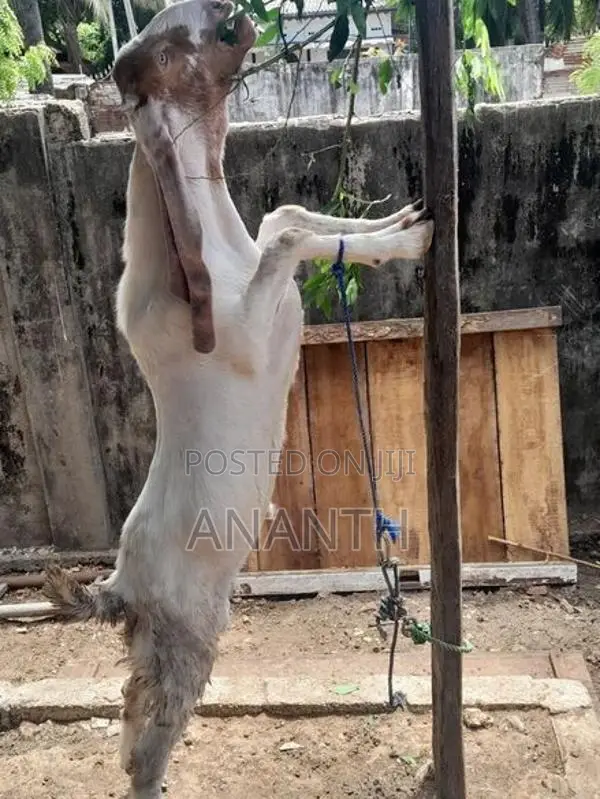 Jamunapari Male Goats