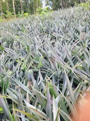 Pineapple Plants