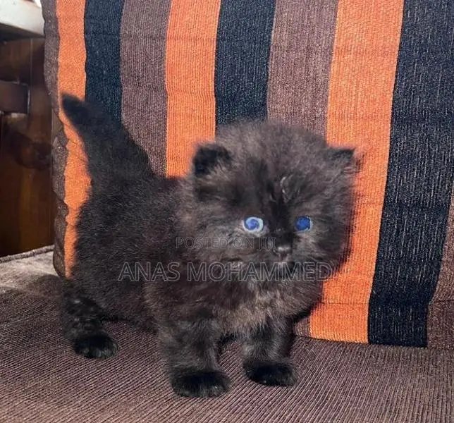 Siberian Persian Cat