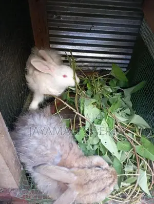 Angora Rabbit