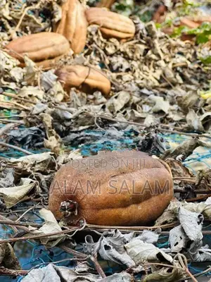 பீர்க்கங்காய் seeds Luffa
