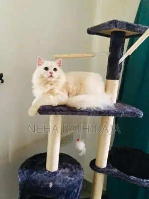Persian cat
