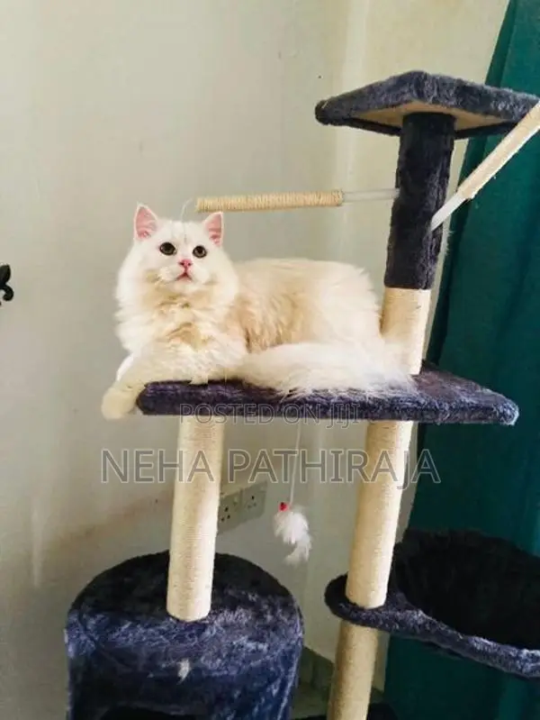 Persian cat