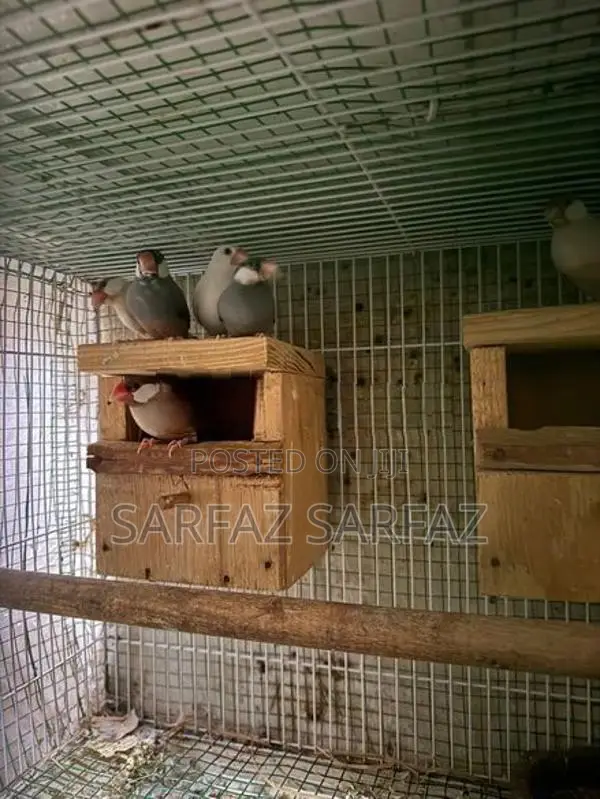 Java Bird
