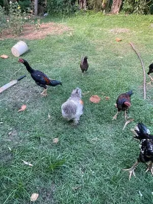Farm Chicken
