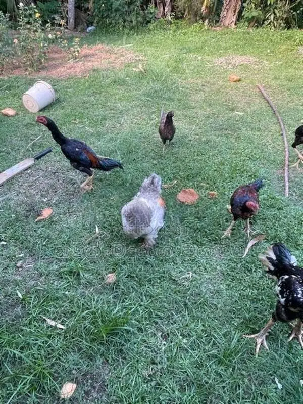 Farm Chicken
