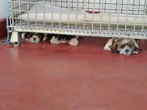 Shitzu