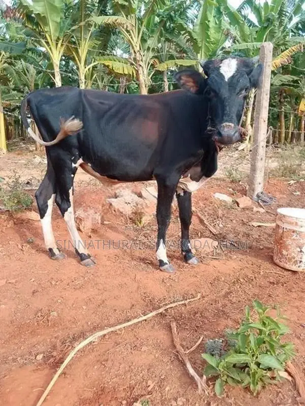 Farm Cow
