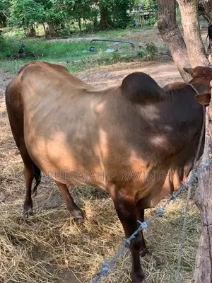 Cow(Naanpan)
