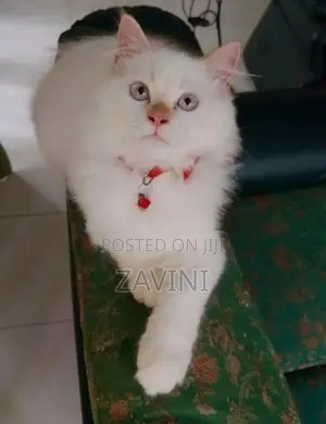 Persian Kittens
