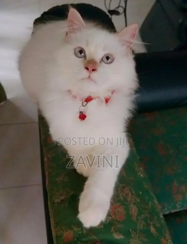 Persian Kittens