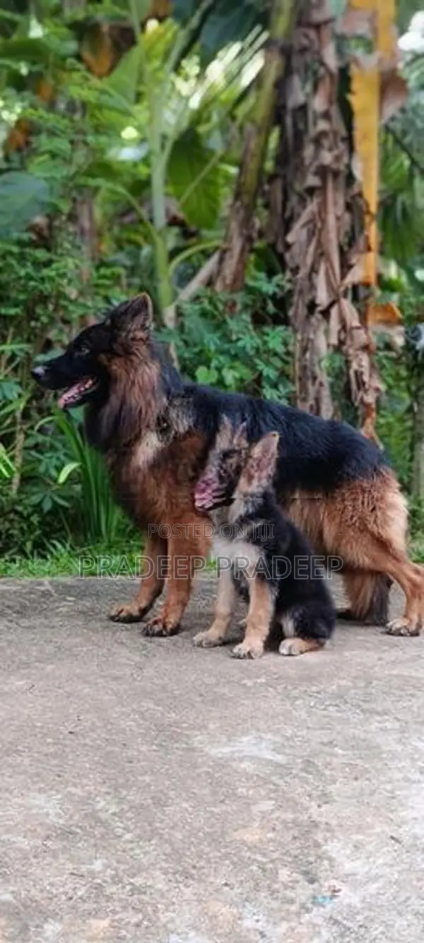 german shepherd