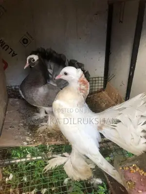 Fantail pigeon