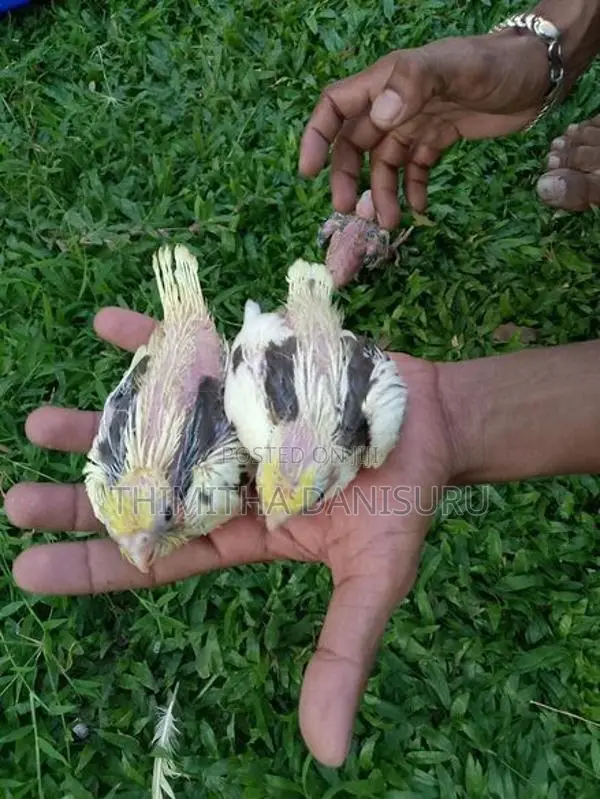 Cocktail Birds