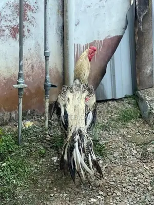 Parrot Beak Rooster
