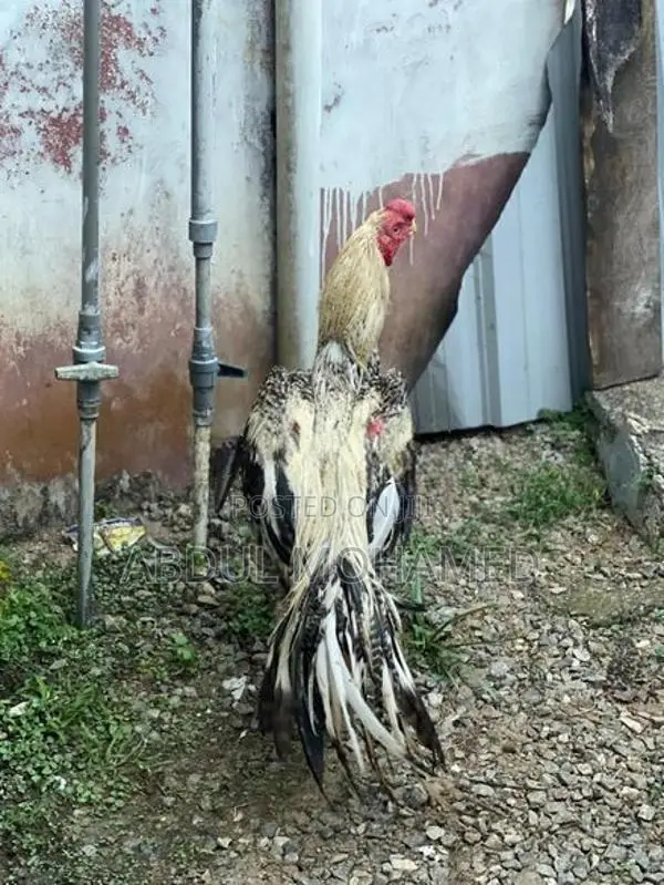Parrot Beak Rooster