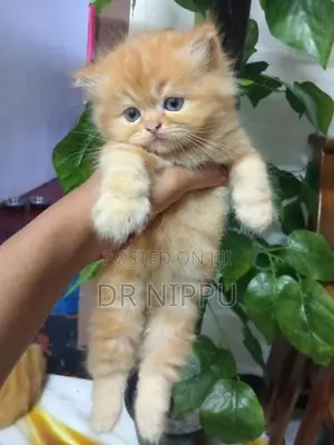 Ginger Persian Kitten