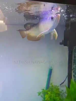 Golden Arowana (Certificate) Koi Catfish