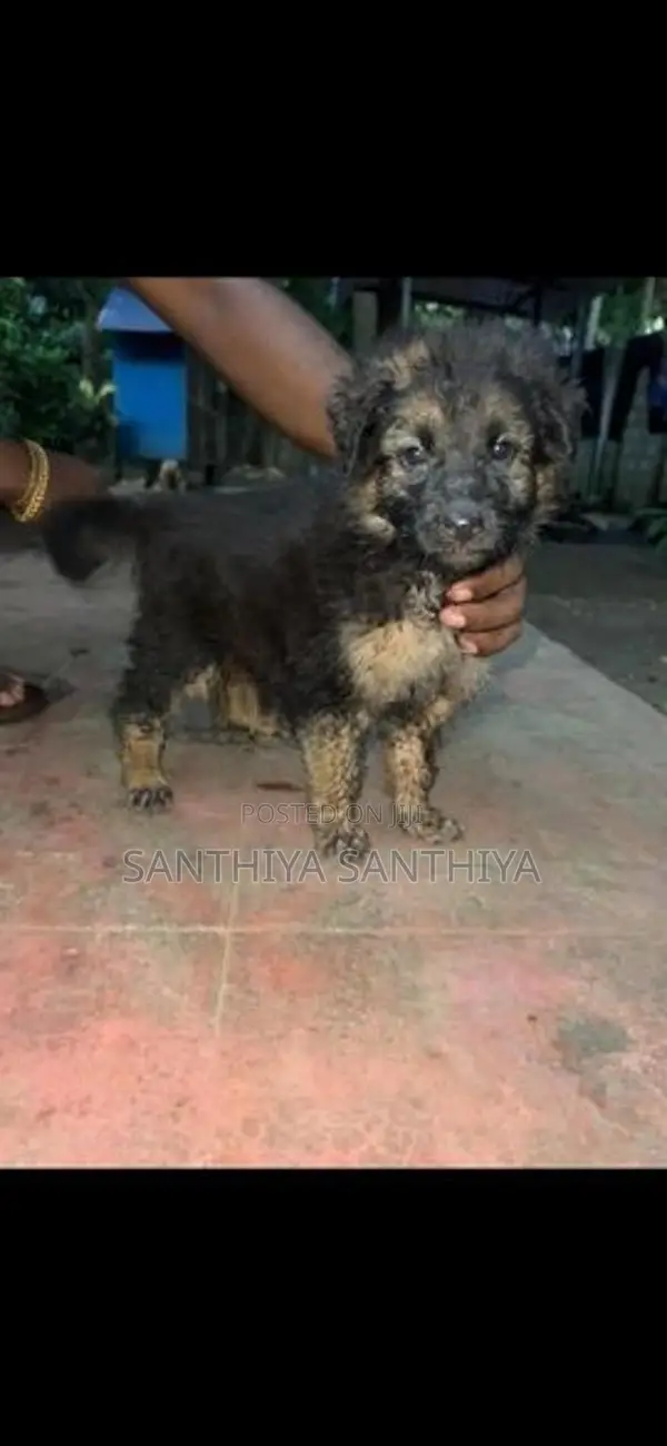 German Shepherd Puppy