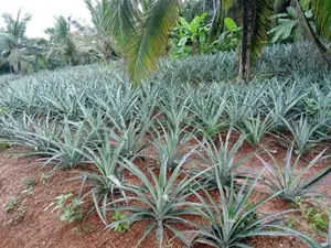 Pineapple Plants