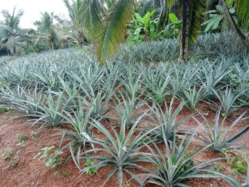 Pineapple Plants