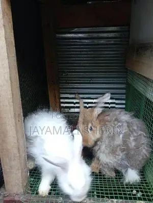 Angora Rabbit