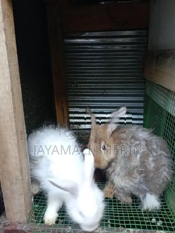 Angora Rabbit