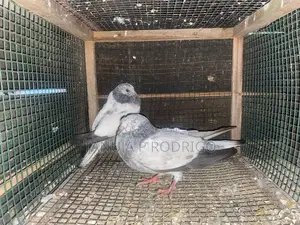 Pigeon
