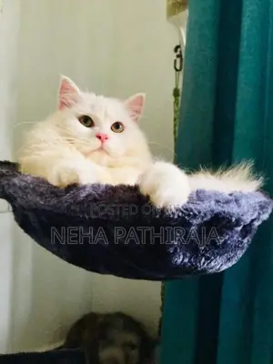 Persian cat