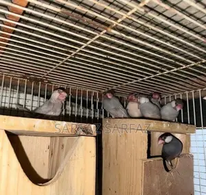 Java Bird