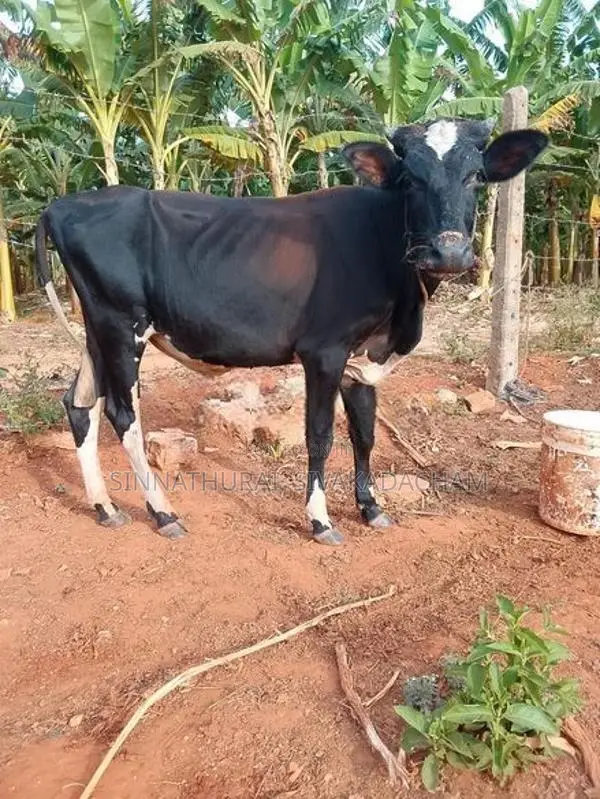 Farm Cow