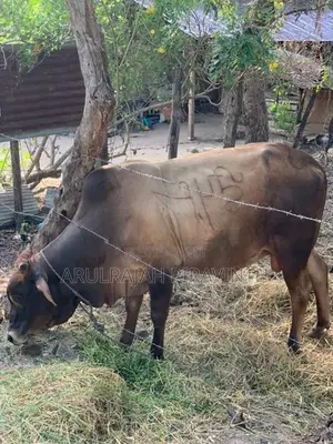 Cow(Naanpan)