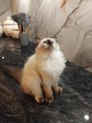 Persian Kittens