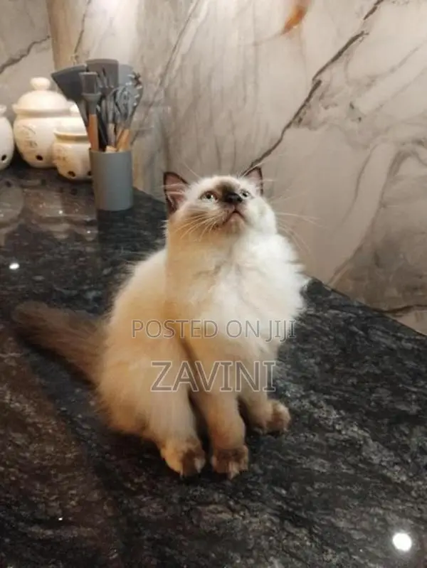 Persian Kittens