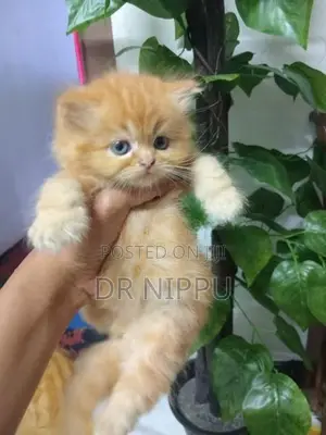 Ginger Persian Kitten