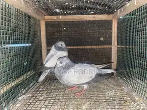 Pigeon