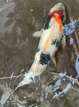 Koi 1 Feet Fish