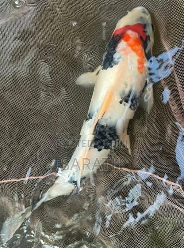 Koi 1 Feet Fish