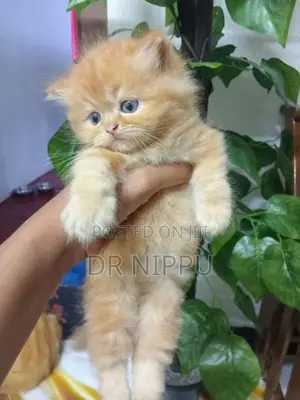 Ginger Persian Kitten